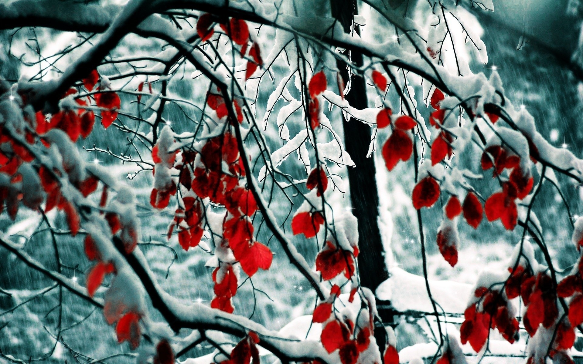 invierno temporada árbol escarcha rama naturaleza escritorio colgante hoja al aire libre flora nieve color brillante patrón diseño tiempo otoño decoración