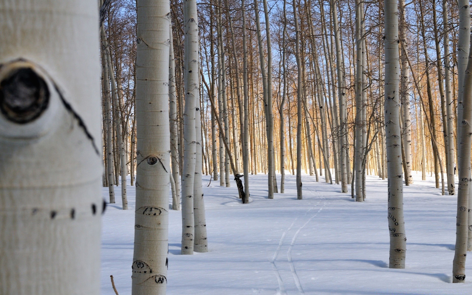 winter snow wood tree landscape nature cold season outdoors frost branch environment frozen trunk weather birch