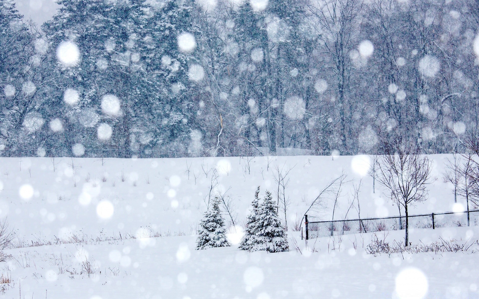 winter snow frost cold frozen weather snowflake snowstorm season ice snow-white christmas tree wood frosty icy