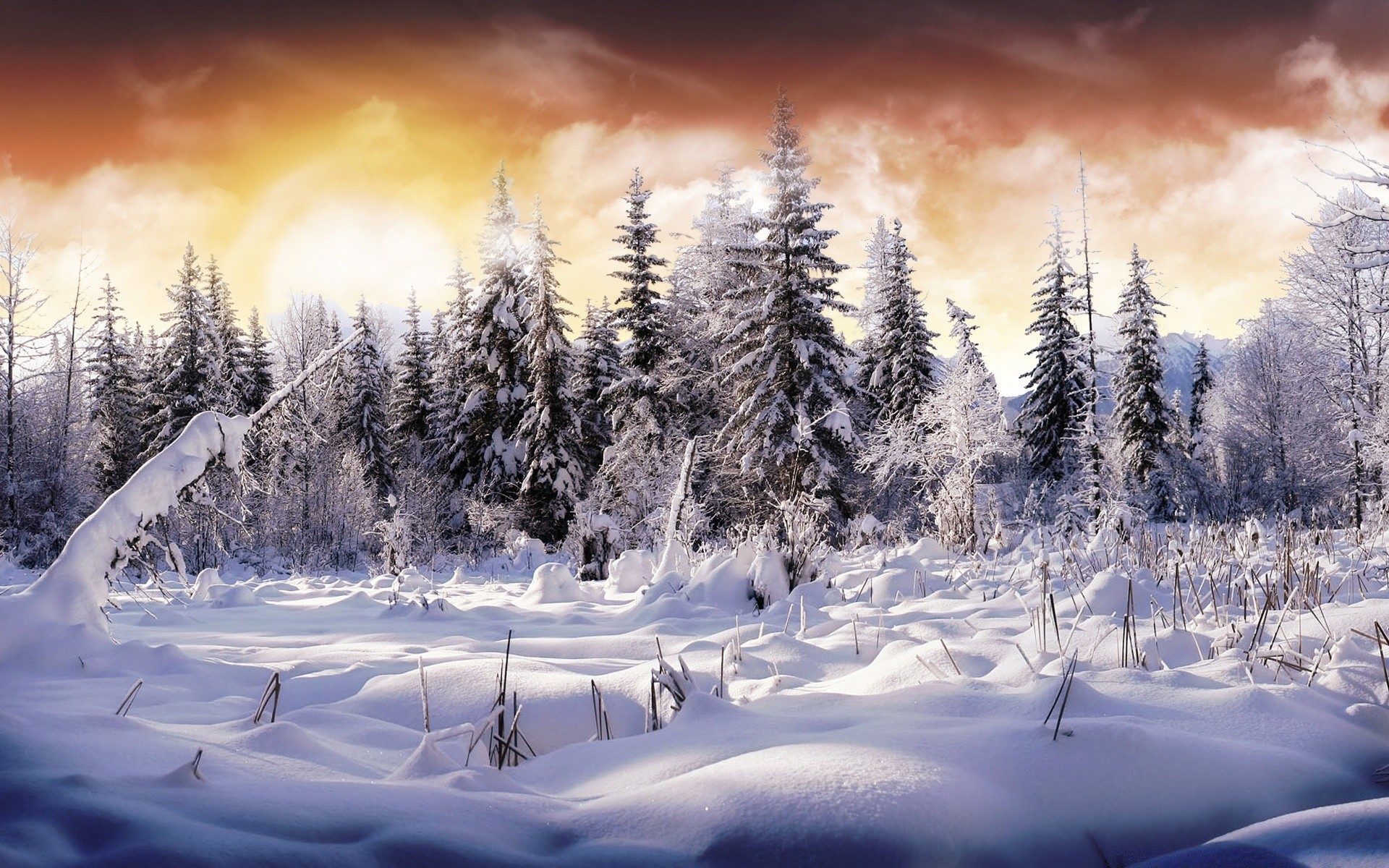 winter snow cold frost frozen wood ice weather mountain fair weather landscape dawn christmas tree season nature scenic snowdrift