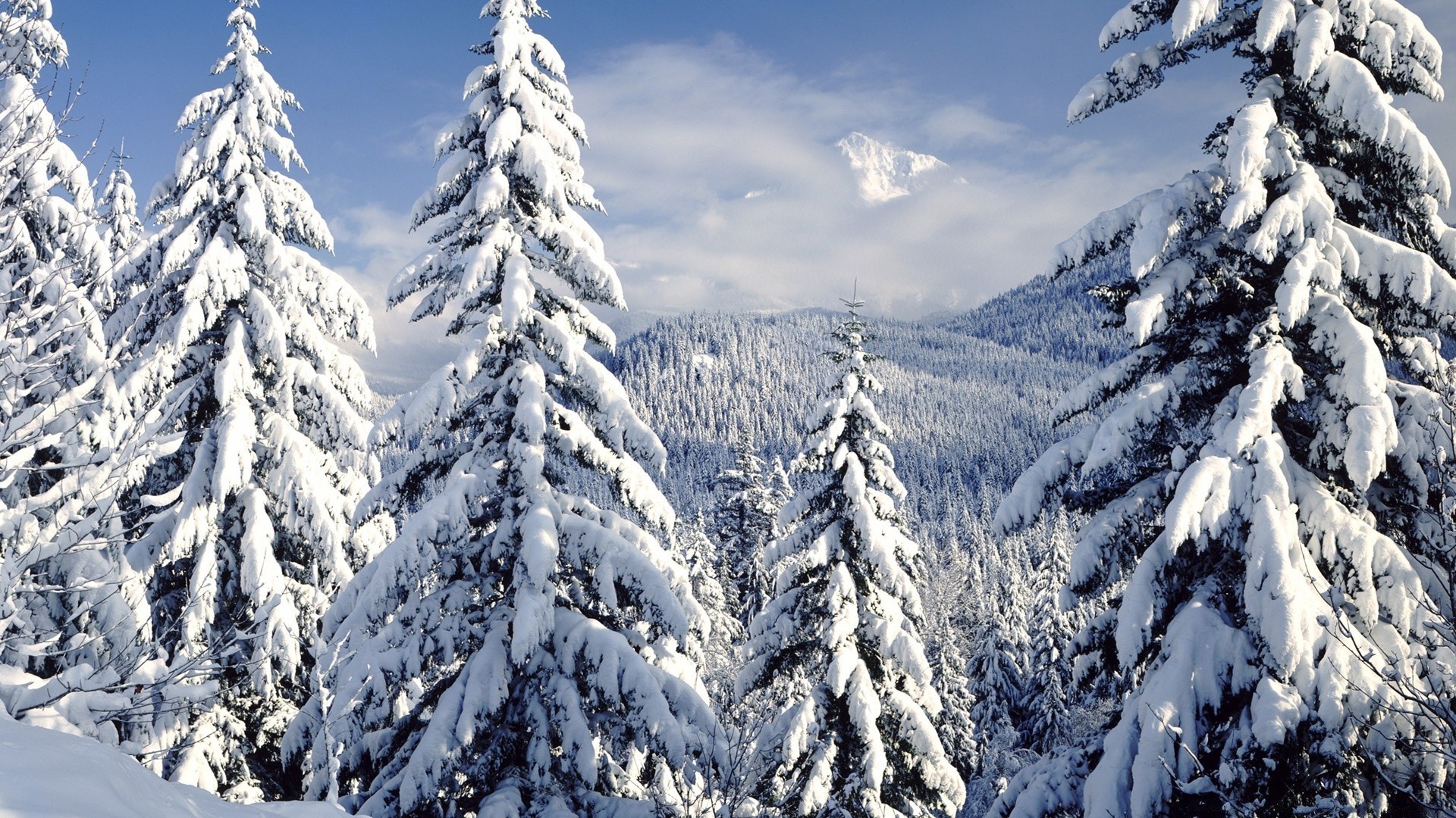 hiver neige montagne bois froid glace gel congelé evergreen pic de montagne conifères neigeux sapin scénique saison arbre paysage pin épinette