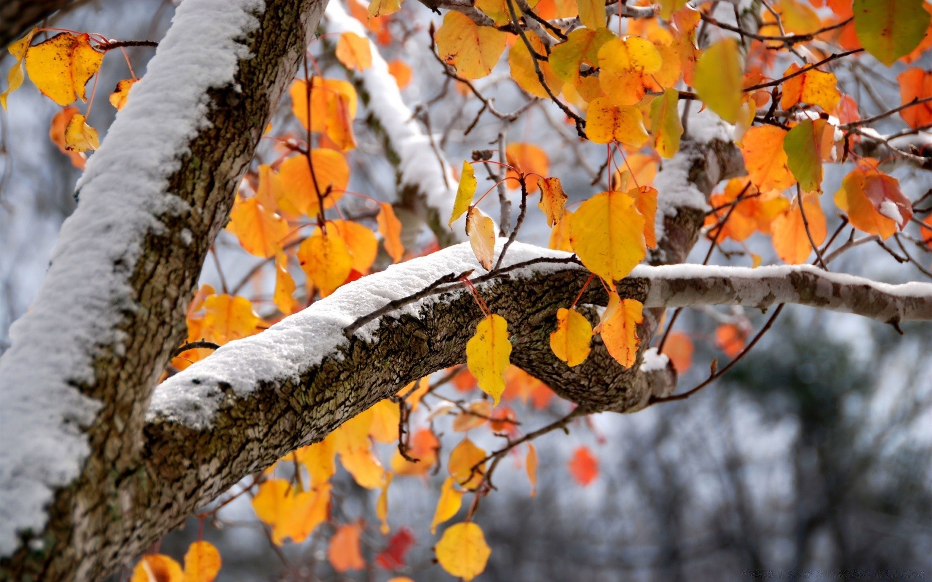 hiver arbre saison automne feuille branche nature à l extérieur bois flore couleur lumineux parc bureau gros plan érable or jardin paysage