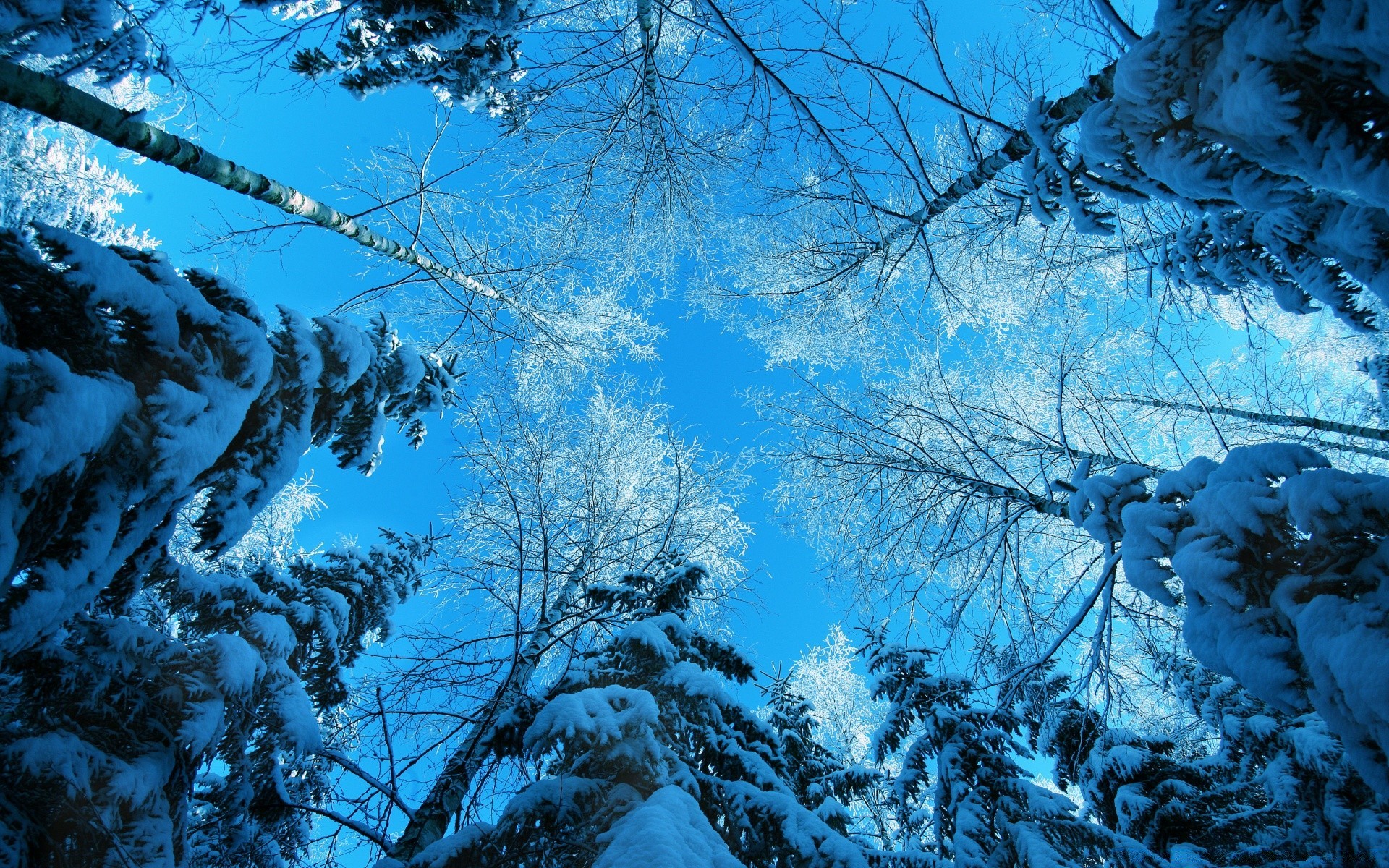 invierno nieve árbol escarcha frío madera congelado temporada naturaleza paisaje hielo rama clima helado escénico cielo escritorio claro