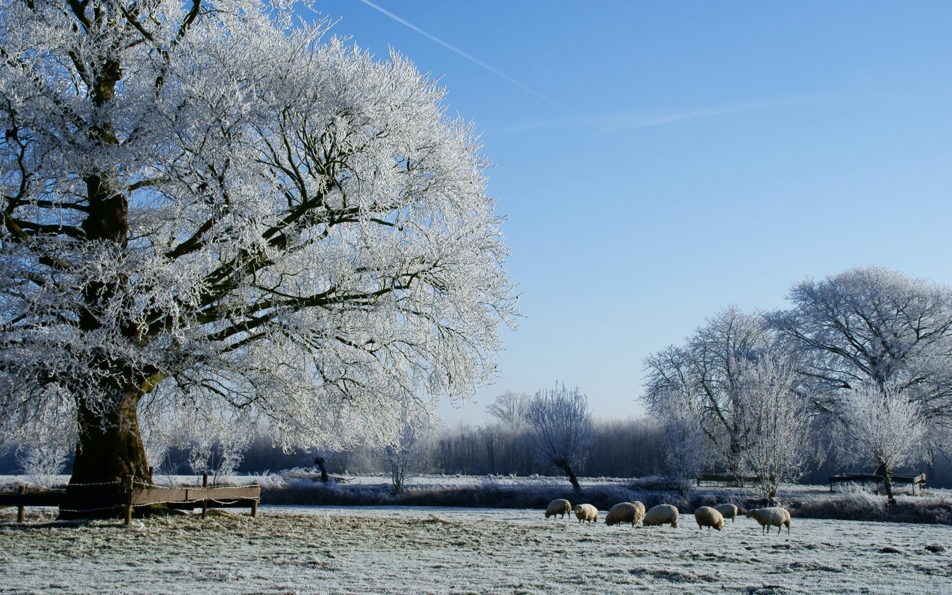 winter tree cold snow landscape frost frozen season park branch weather ice nature wood scenic outdoors frosty snow-white water