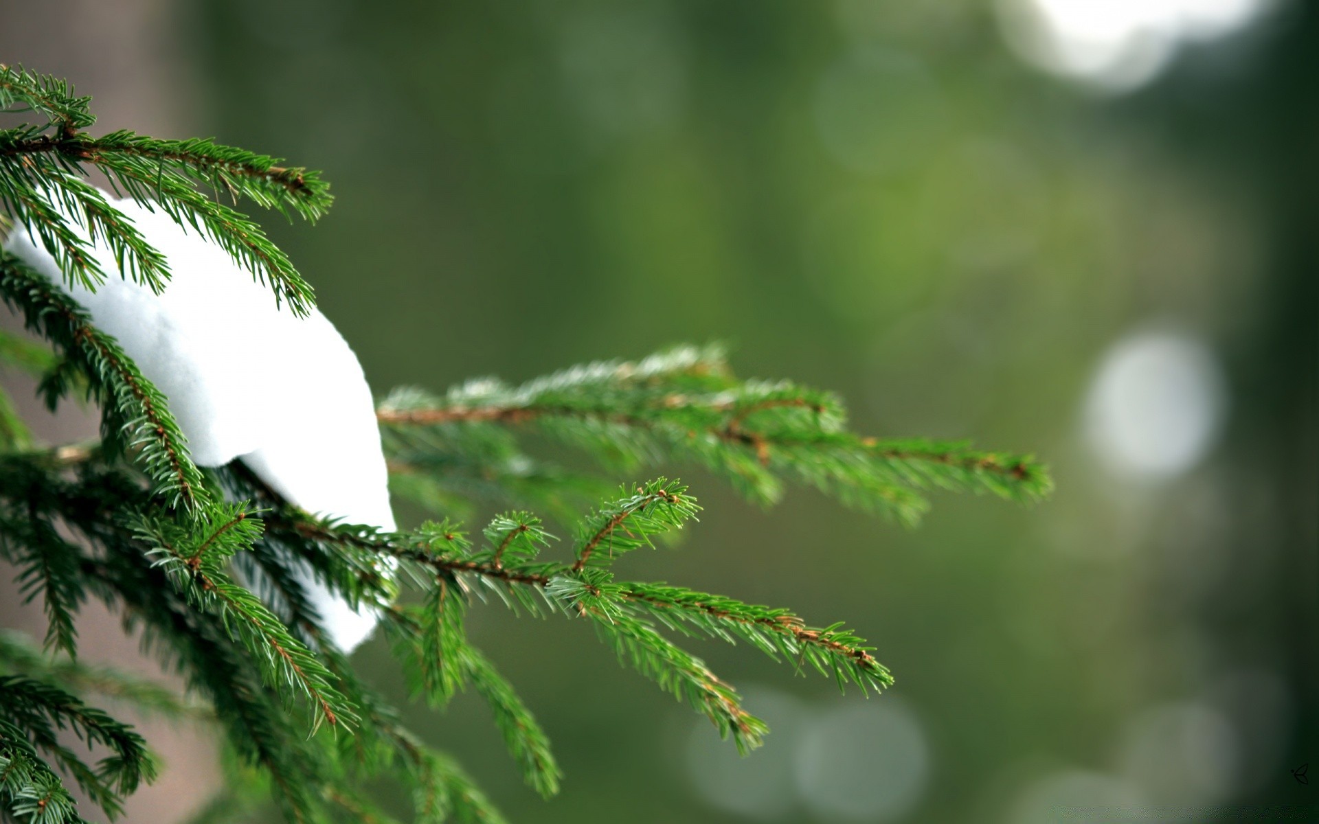 winter natur baum blatt im freien weihnachten zweig unschärfe holz hell regen nadelbaum evergreen schließen