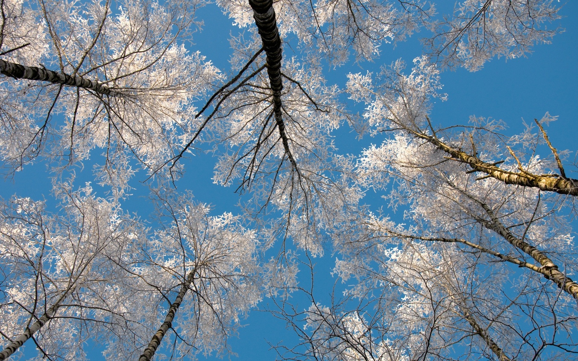 inverno albero ramo neve stagione legno paesaggio freddo scenico gelo tempo parco natura bel tempo chiaro scena cielo congelato