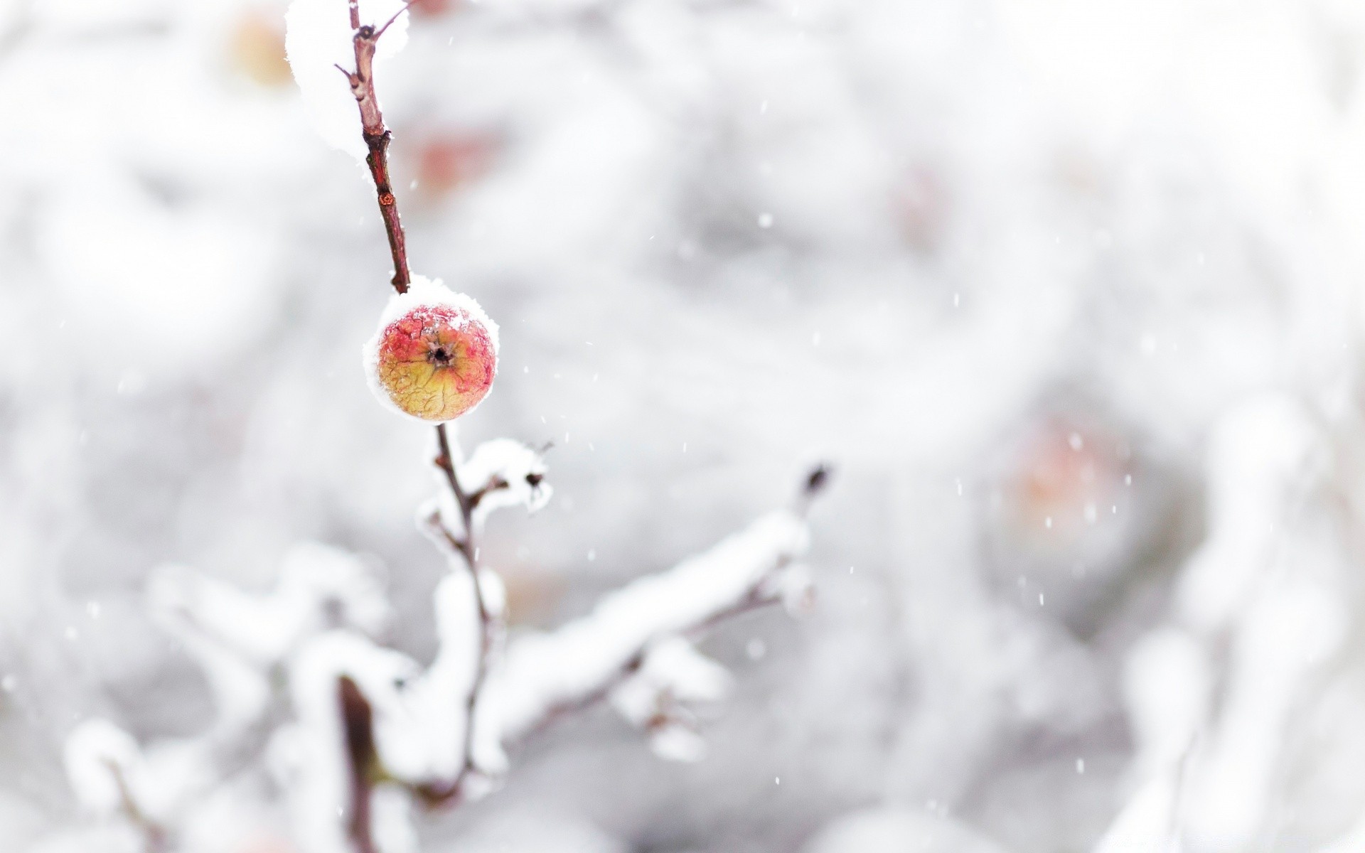 winter nature blur snow outdoors ice tree frost bright branch cold leaf