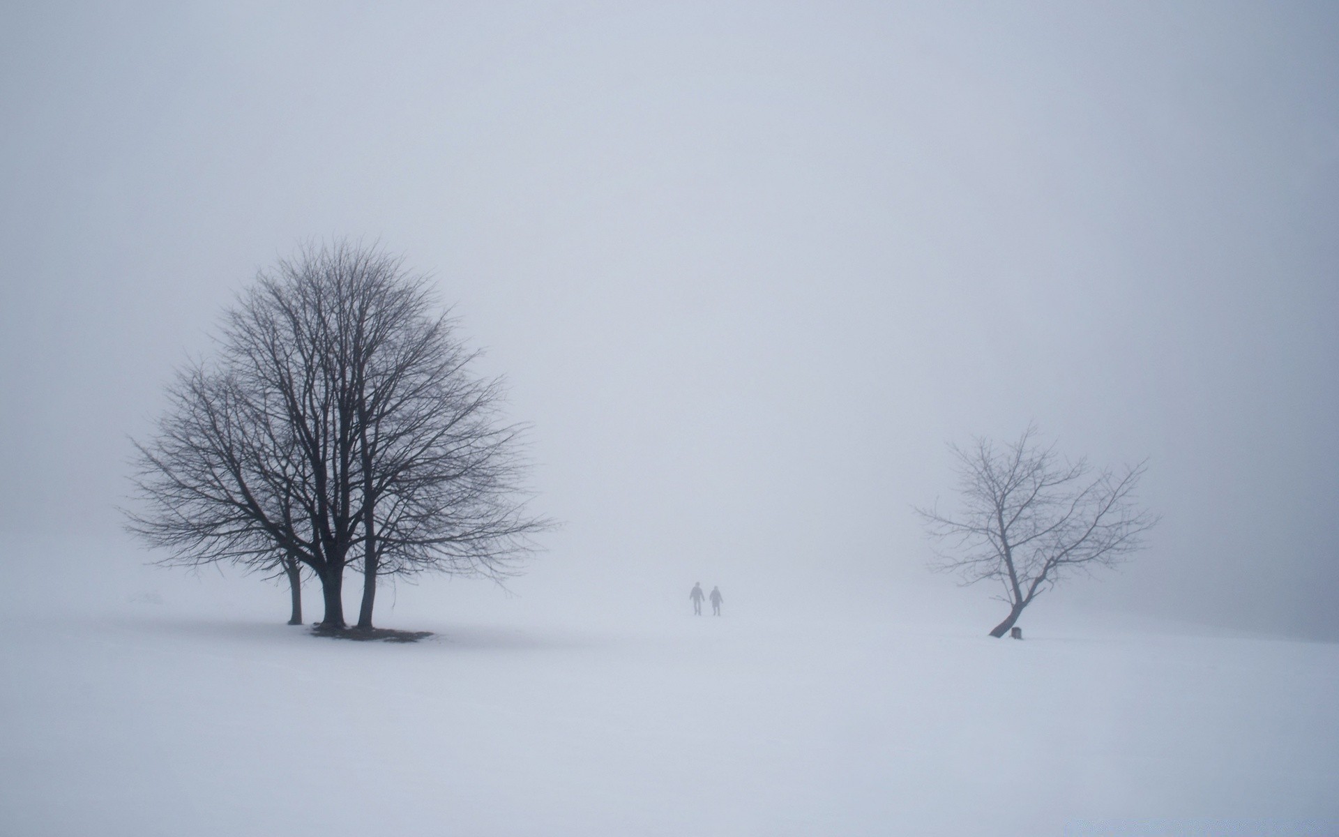 hiver neige brouillard paysage froid arbre météo brouillard gel nature glace bois aube un congelés à l extérieur ciel automne