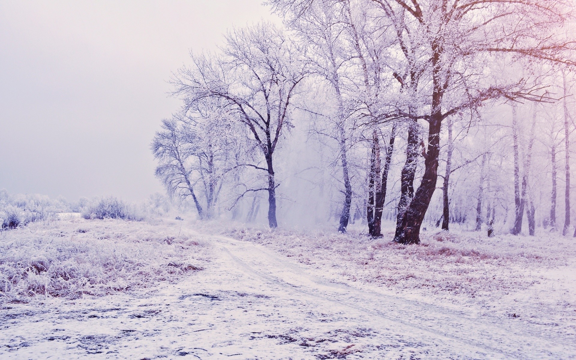 winter snow frost cold landscape season tree wood weather frozen nature ice branch fog scenic scene snow-white frosty park scenery