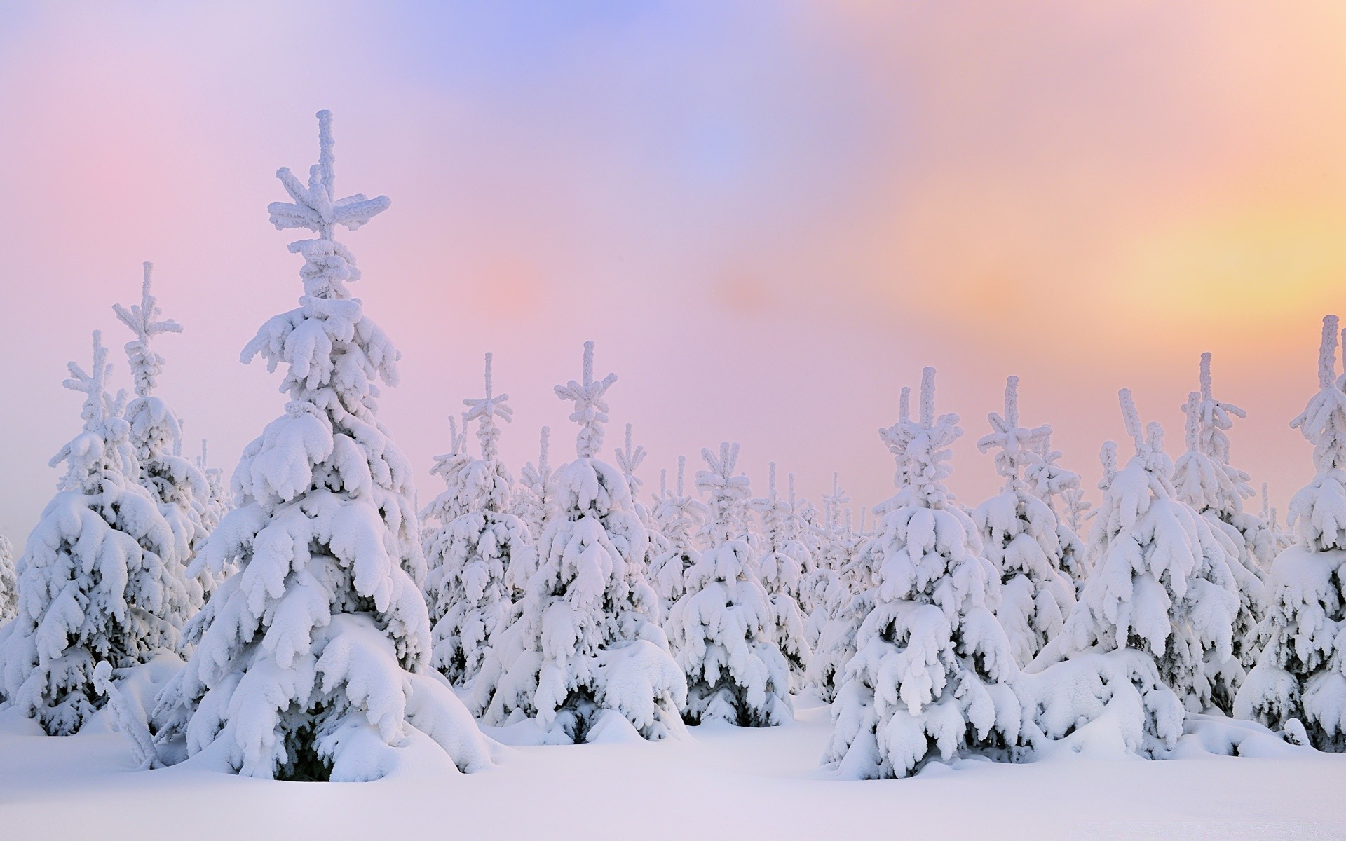 winter snow frost cold frozen weather wood ice frosty season tree lapland christmas landscape evergreen