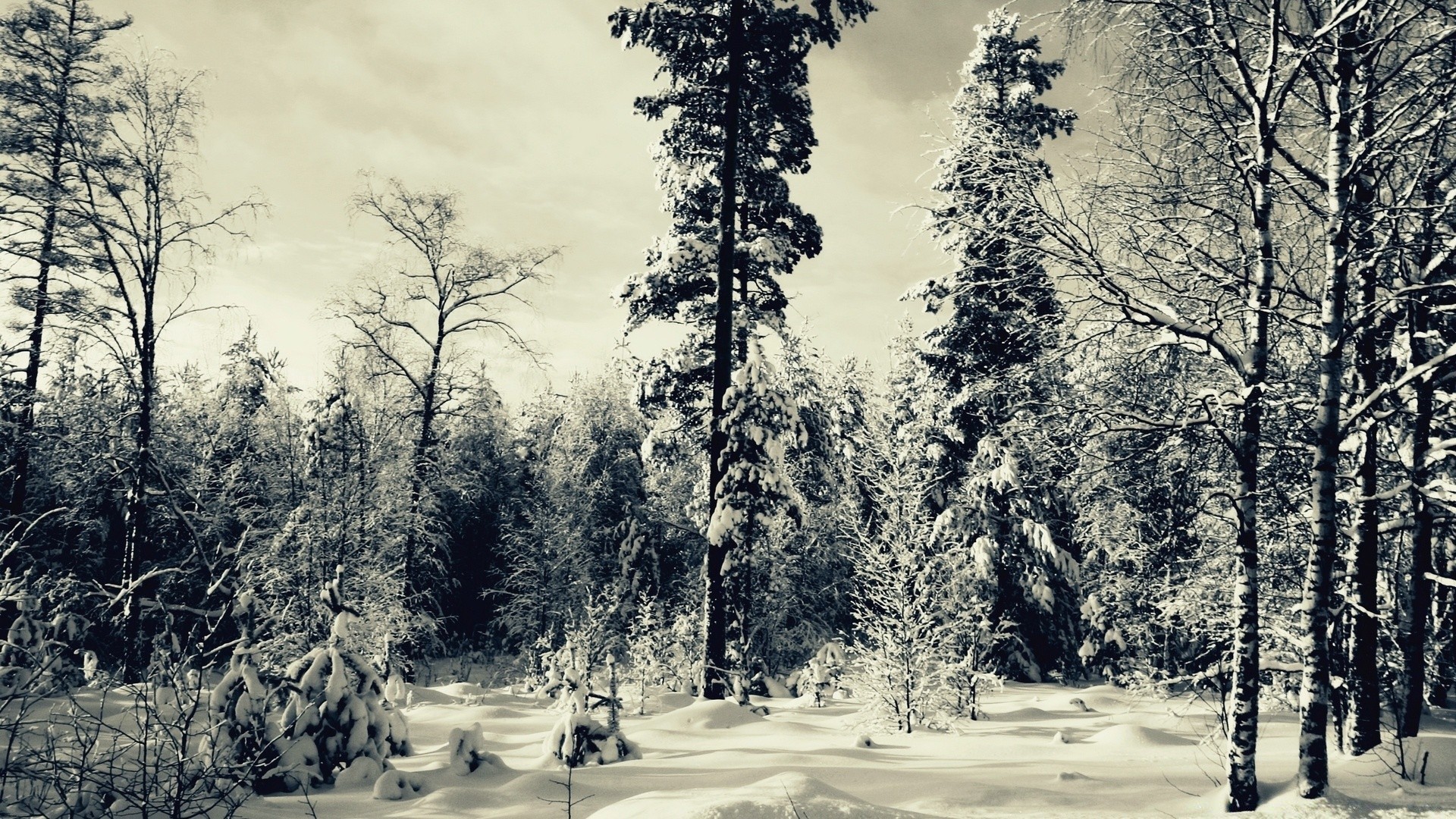 invierno madera árbol nieve paisaje pino frío escarcha escénico naturaleza temporada