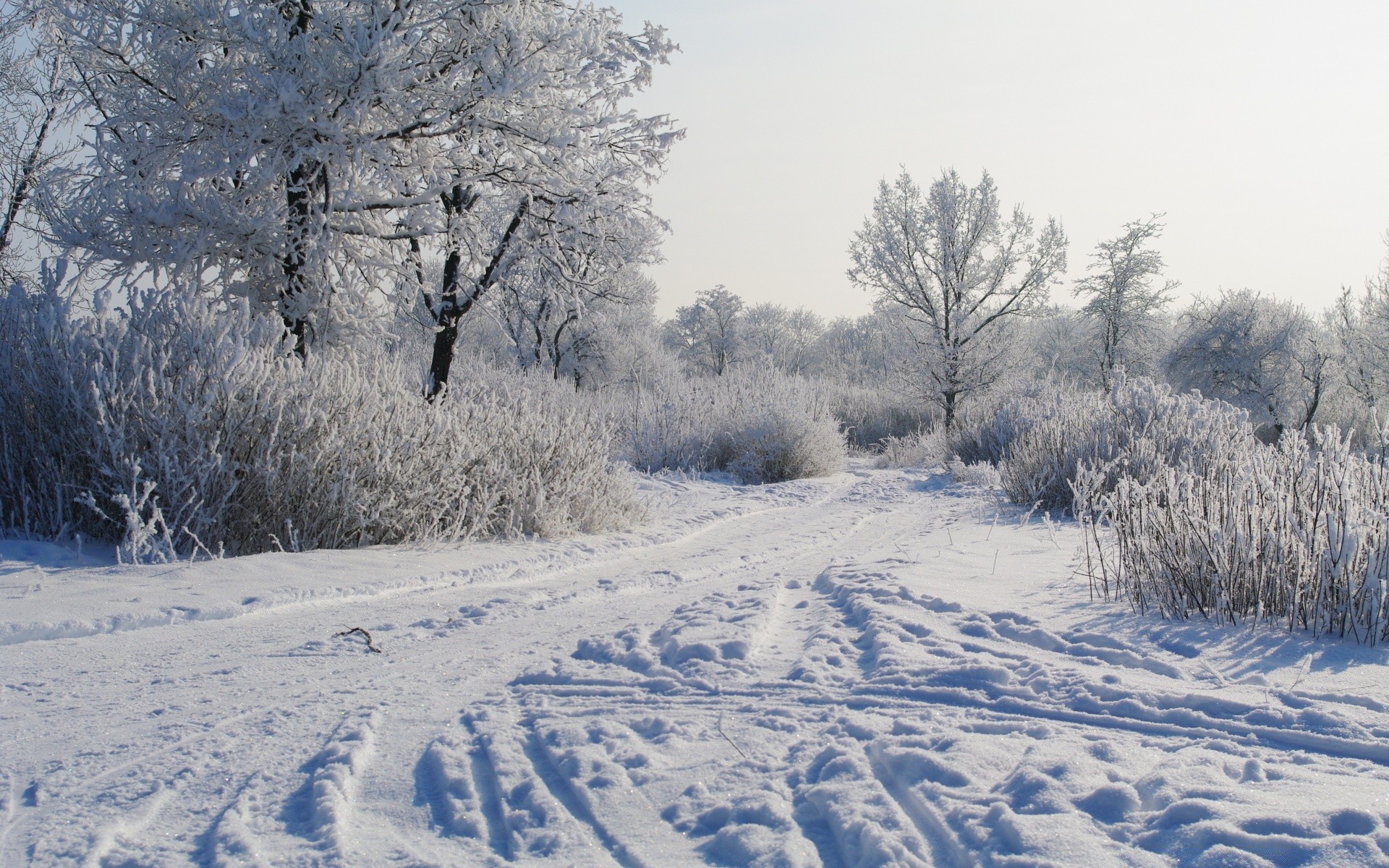 winter snow frost cold frozen season tree landscape wood weather ice snow-white scenic frosty snowstorm branch scene snowy nature