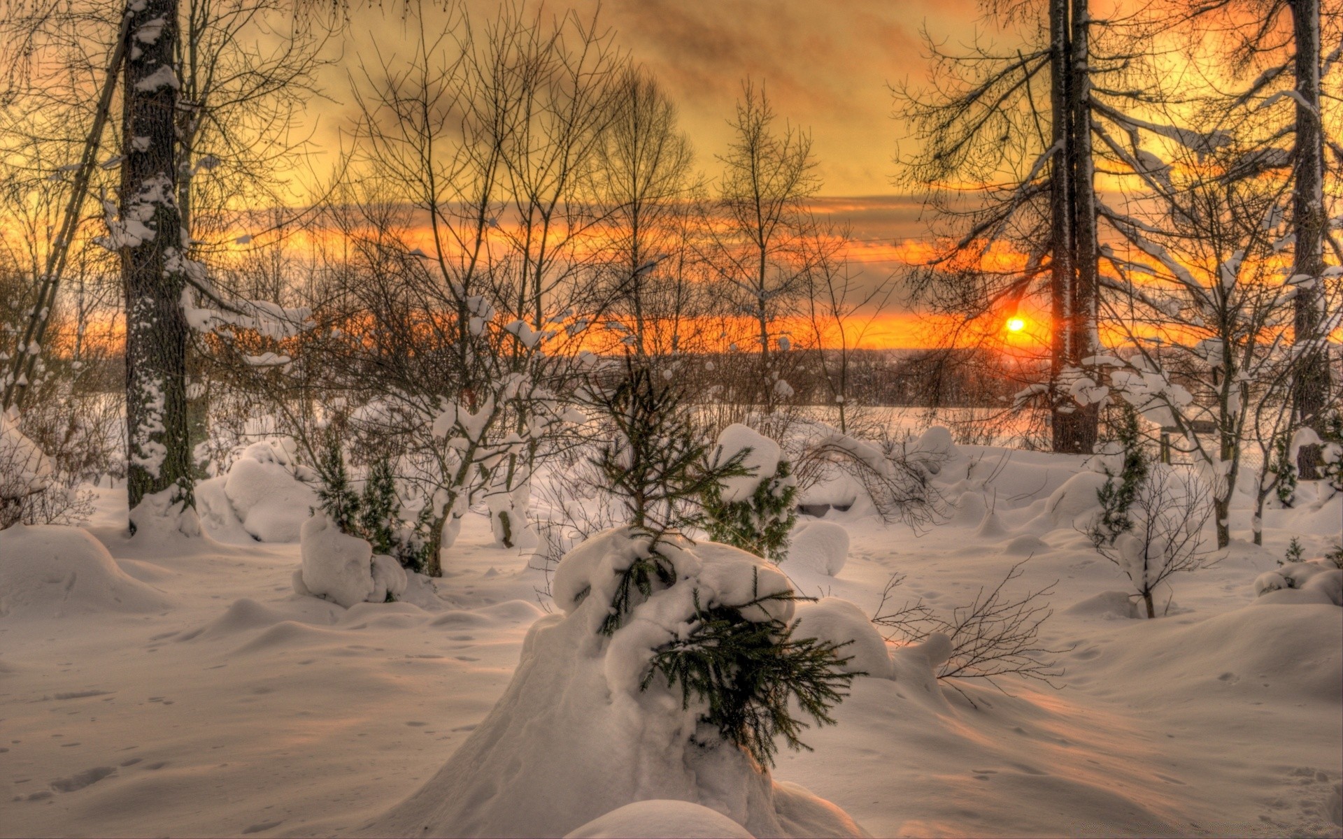 invierno nieve árbol paisaje frío madera amanecer escarcha escénico tiempo congelado buen tiempo hielo temporada naturaleza al aire libre rama noche