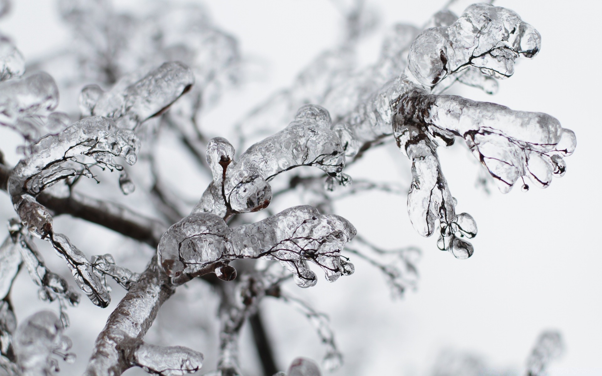 winter frost cold nature frozen close-up ice snow desktop