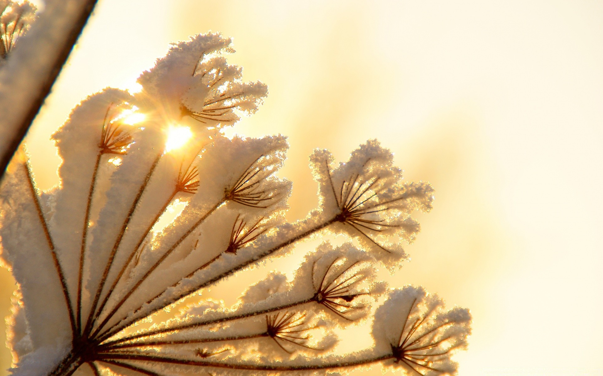 inverno sfocatura natura fiore