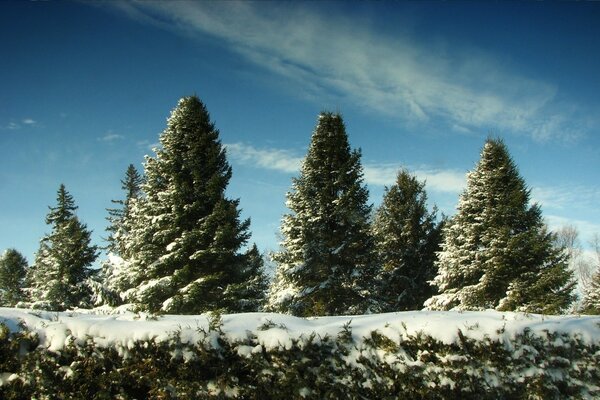 Christmas trees in the snow