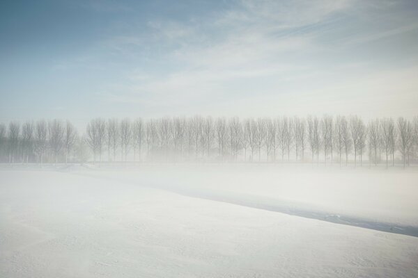 In the distance, a winter forest in the fog