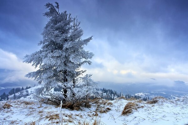 Snowy frozen lonely spruce