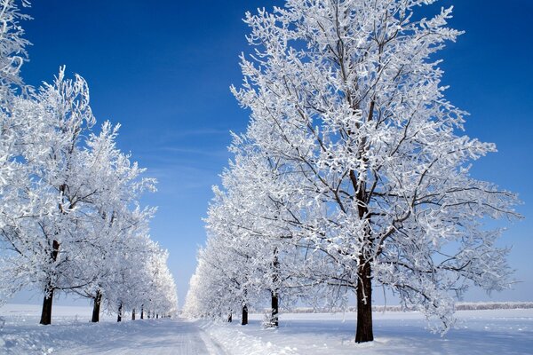 Ein weißer Baum steht im Schnee