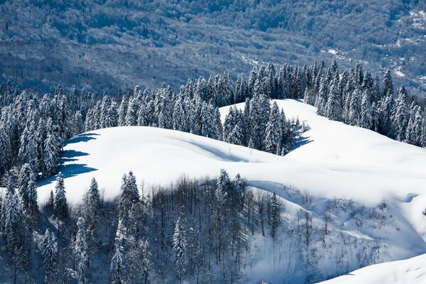 Beautiful view of the snowy edge among the fir trees in the mountains