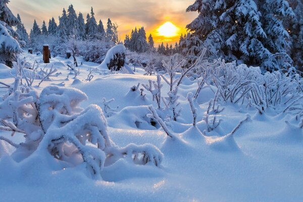 Cumuli di neve nella foresta innevata