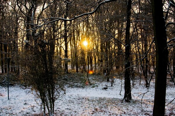 Solar clearance skvoz branches of the forest