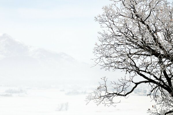 Albero in primo piano con sfondo invernale e montagne