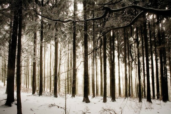 Evening snow-covered dreary forest