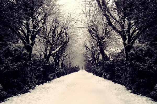 Snow-covered forest road to nowhere