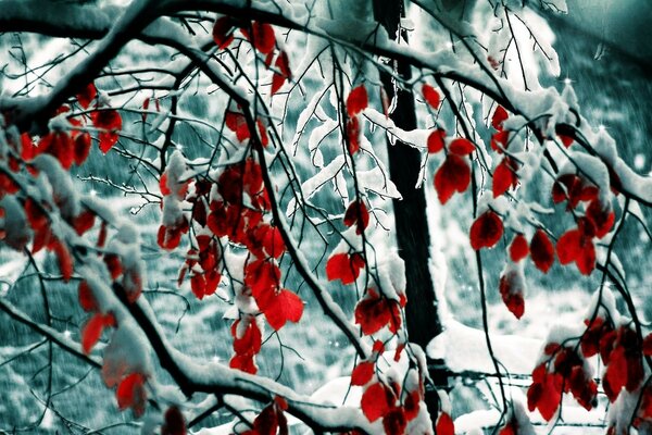 Winter in der frostigen Jahreszeit des Baumes