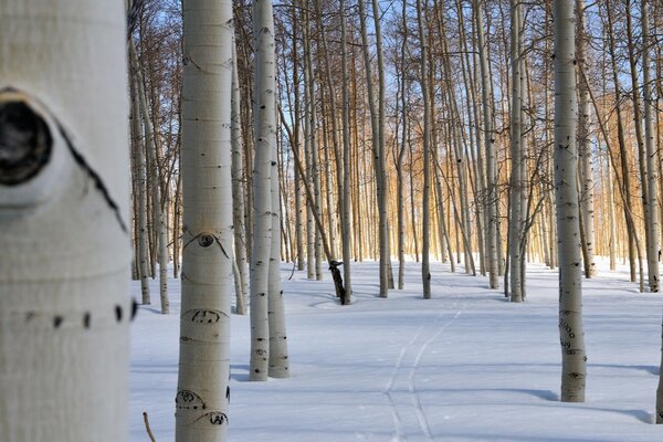 Árboles en un bosque nevado de invierno