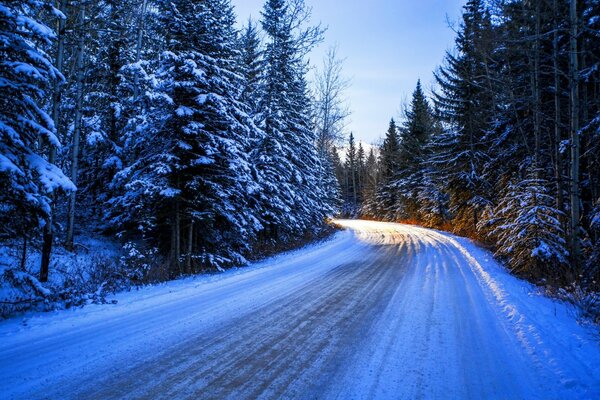 Straße im kalten Winterwald unter Weihnachtsbäumen