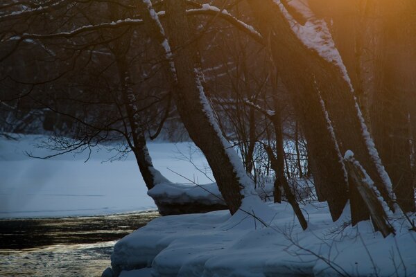 Blick auf Baumstämme am Bach im Winter