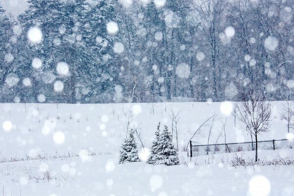 在大雪中的树木视图