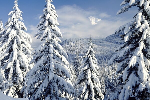 Nadelwald steht im Schnee