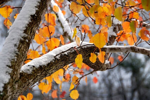 Foglie gialle sugli alberi invernali