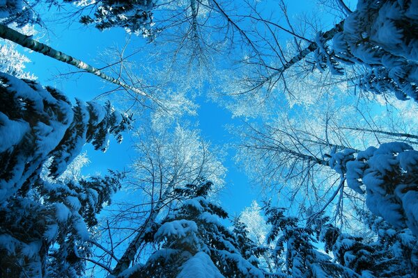 Cielo de invierno y árboles de Navidad en la nieve