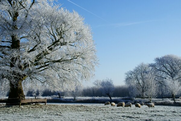 Cold winter landscape of nature