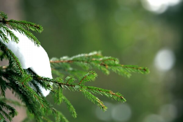 The snow lies on the edge of the fir s paw