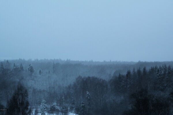 Das bewaldete Gebiet war mit Frost und Nebel bedeckt