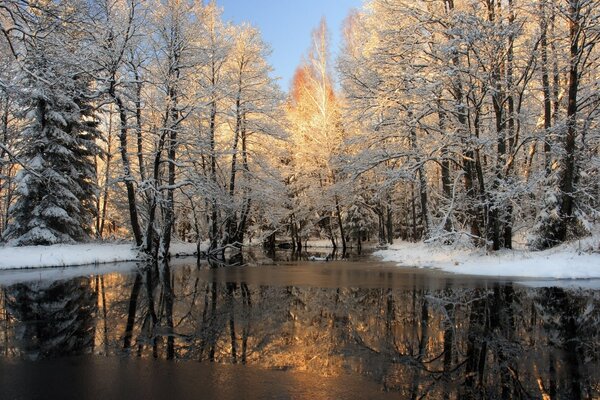 Árboles blancos cerca de un lago congelado