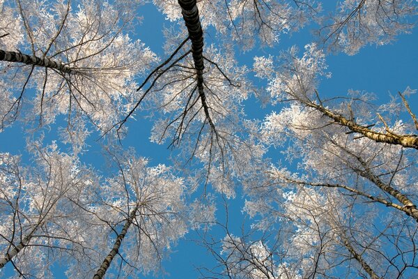 Crowns of snow-covered sleeping trees