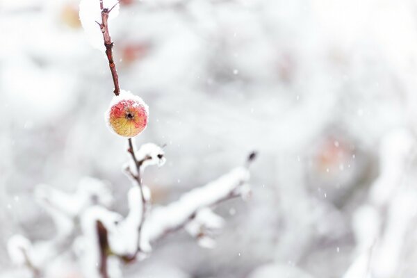 A frozen bullseye in a winter landscape