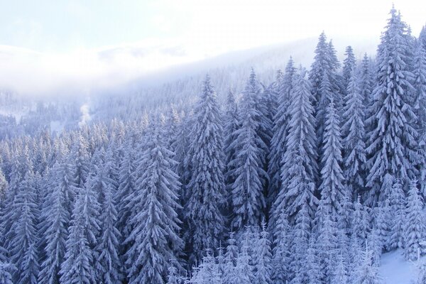 Fir trees in the mountains are covered with frost and stand in a haze