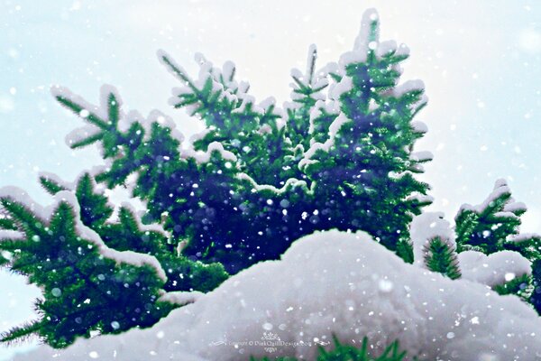 Snow Christmas tree in the snow wallpaper