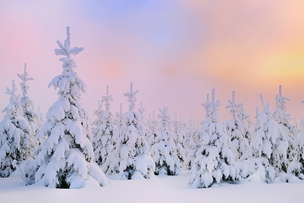 在冬天的森林里，所有的圣诞树都被雪复盖着