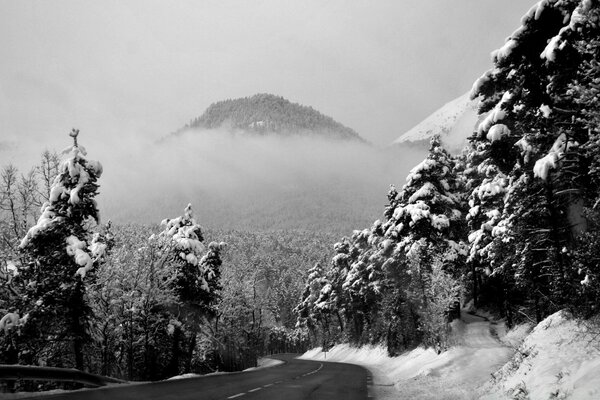 Bosque cubierto de nieve en el fondo de una colina en la niebla