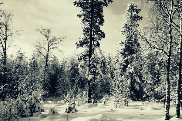 Muchos árboles en el bosque de invierno