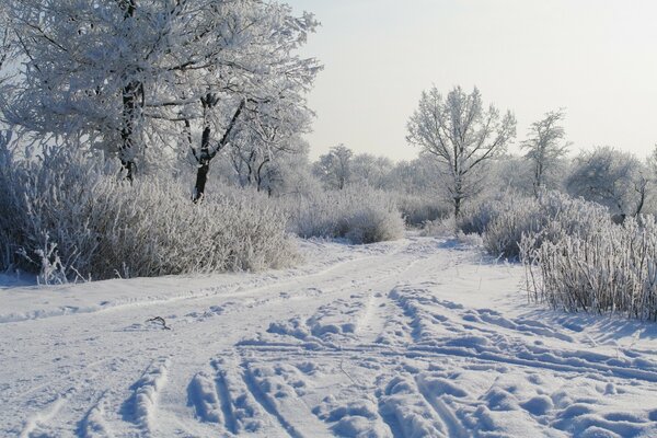 Journée glaciale d hiver dans la nature