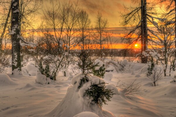 Cold sunset of the cold forest